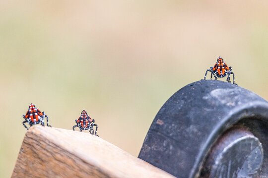 Closeup Shot Of Three Red Nymphs Spotted Lanternflies With A Blurred Background