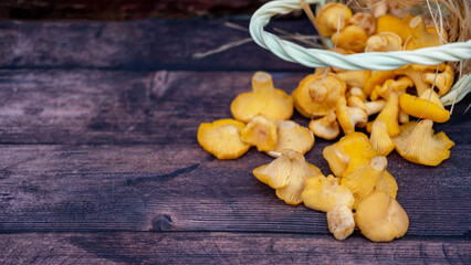 Raw chanterelle mushrooms on a dark wooden background, scattered from a wooden wicker basket.