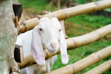 Picture of a baby goat emerging from the farm.
