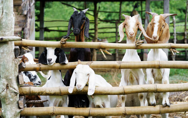 Several goats are standing on the edge of the farm fence.