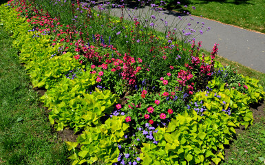 perennial flower beds with annual flowers on the edge of the flower bed in the paving in the square...