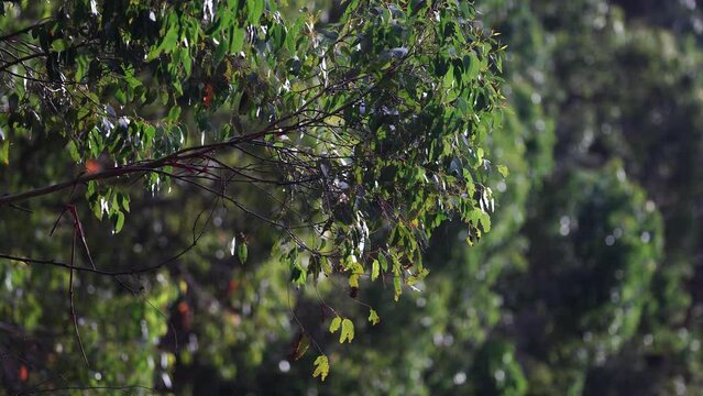 Gum tree australian native plant growing in a national park in tasmania australia