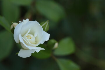 開きかけの白いバラ