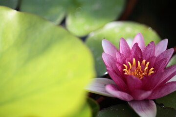 濃いピンク色のスイレン