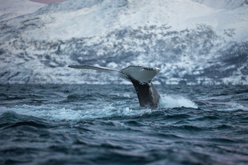Humpback in Norwegian Fjord