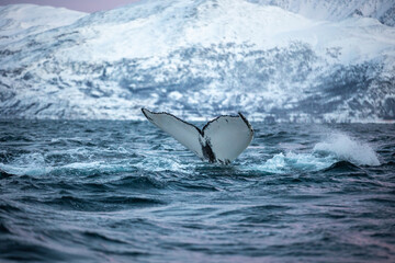 Humpback in Norwegian Fjord