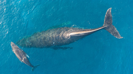 mom and baby whale © Taylor Fausett Photo