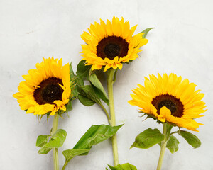 Composition with sunflowers on neutral background.