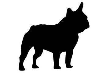 Silhouette of the body of a French bulldog standing on the side - 521758487