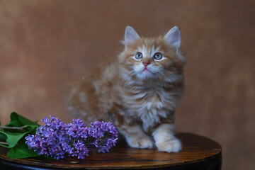 Portrait, red-haired, ginger kitten, cute domestic pet, studio shot.