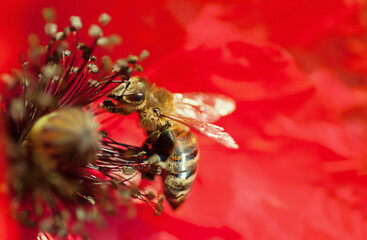  a beautiful bee sits on a poppy and collects honey