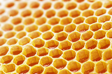 honeycombs for bees close-up. Production of honey in honeycombs