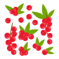 Camu camu. Tropical berry. Color vector set