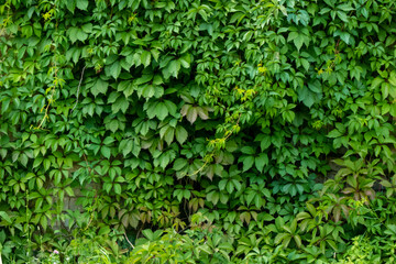  Parthenocissus quinquefolia, known as Virginia creeper, Victoria creeper, five-leaved ivy. Green...