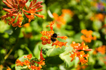 Flowers and nature in the morning Still bright This flower is Lonicera caprifoliumhe sky is clear