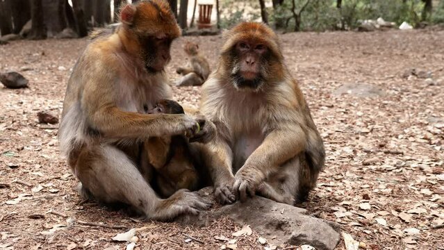 Barbary macaque monkeys in the cedar forest in Azrou, Morocco. 4k animal portrait.