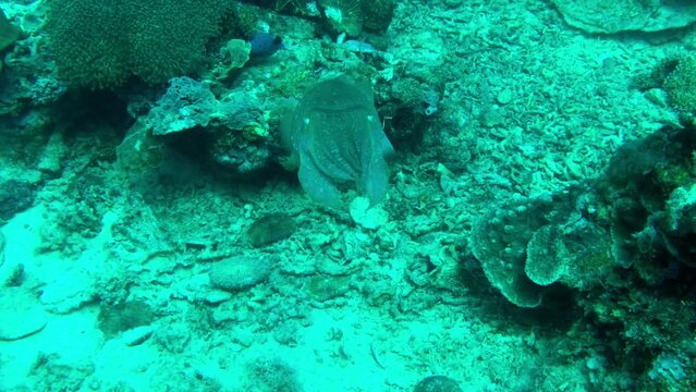 cuttlefish