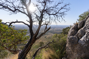 Single Tree on top of high mountain
