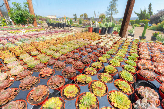 Varieties of echeveria succulent plants in a pot trays
