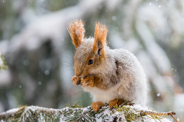 A cute baby red squirrel eating a nut, sat on a branch in the snow.