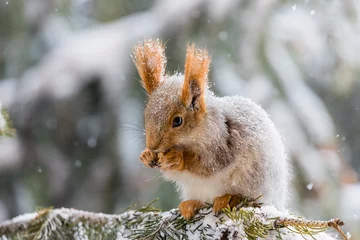 Fotobehang A cute baby red squirrel eating a nut, sat on a branch in the snow. © Andrew Howe