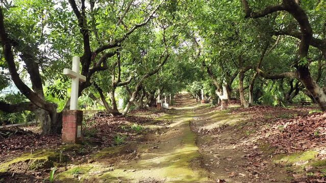 camino entre arboles de aguacate y pasillo de cruces blanca en subida de bosque hermoso paisaje