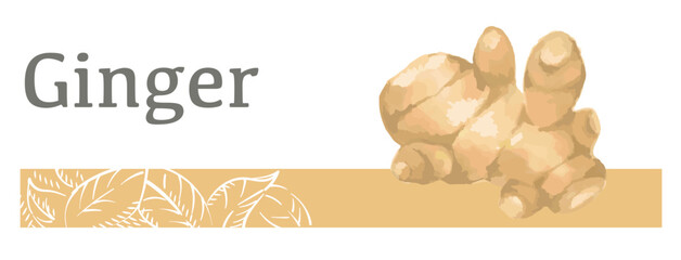 水彩風イラストを使った生姜のラベル素材。 ベクターイラスト。