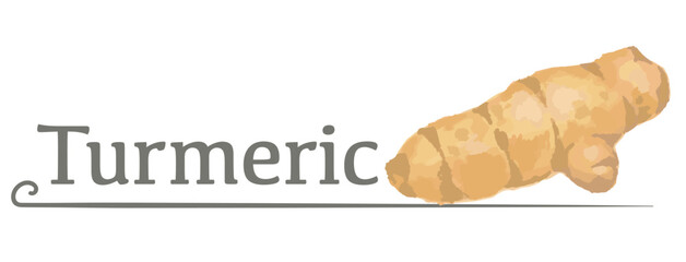 水彩風イラストを使ったターメリックのラベル素材。 ベクターイラスト。