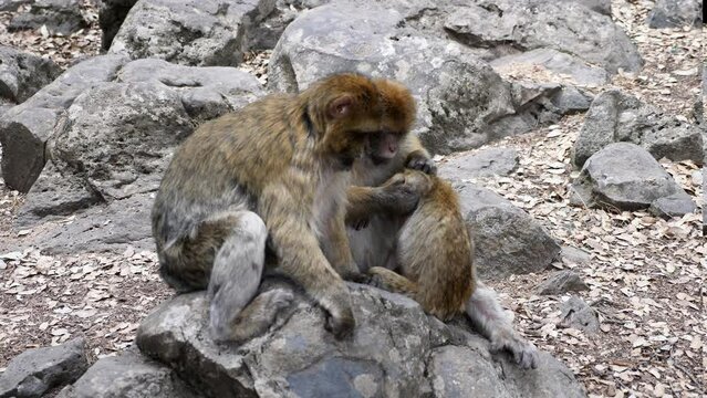 Barbary macaque monkeys in the cedar forest in Azrou, Morocco. 4k animal portrait.