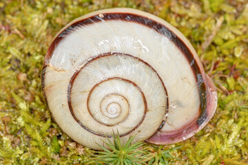 圓光寺のカタツムリ