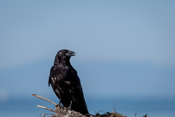 Crow on tree. Carrion crow perching on tree branch. One isolated corvus corone.