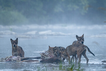 Wolves (Canis lupus) by the remains of a killed deer. Bieszczady, Carpathians, Poland.