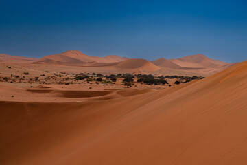 Fototapeta na wymiar huge sand dunes in the Namib Desert with trees in the foreground of Namibia