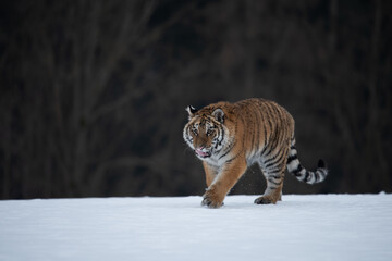 Siberian Tiger running in snow. Beautiful, dynamic and powerful photo of this majestic animal. Set in environment typical for this amazing animal. Birches and meadows