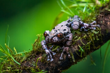 white-brown masked forest frog sitting on a log