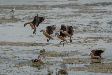 F ulvous whistling duck or fulvous tree duck (Dendrocygna bicolor) standing in the grass