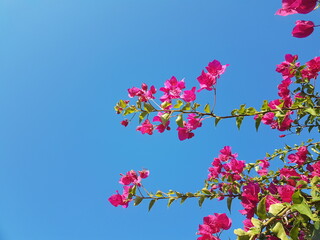 bougainvillea flowers isolated in blue sky in summer sunny day in greece