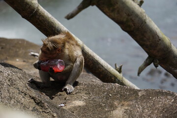 Monkey trying to drink juice from a bottle
