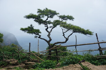 Famous goose berry tree in Nelliyampathy Sithargundu view point, anyone may take photos near to that