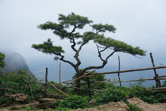 Famous goose berry tree in Nelliyampathy Sithargundu view point, anyone may take photos near to that
