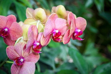 Orchid flower, Phalaenopsis