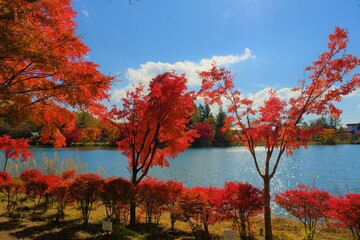 湖畔に映える鮮やかな紅葉