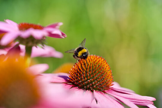 bumble bee on a pink echinacea flower