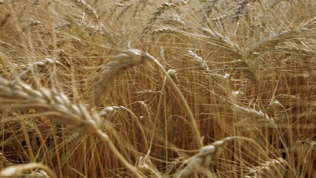 Golden wheat colossus waving with the wind. 4k video footage in slow motion