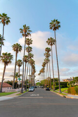 Road in La Jolla, California with columnar tall palm trees at the front
