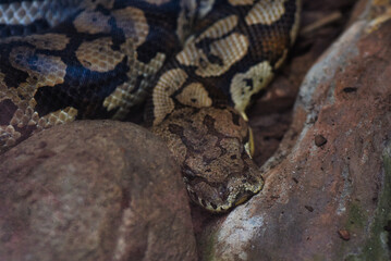 close up of a snake