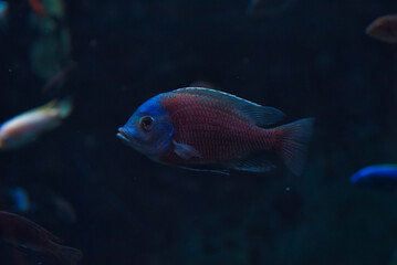 Fototapeta premium fish swimming in aquarium