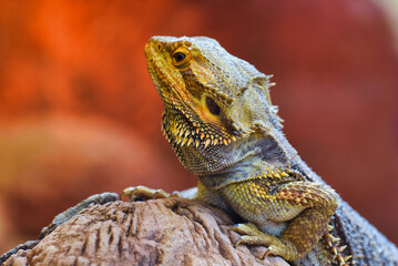 bearded dragon lizard