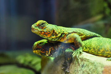 green lizard on a tree