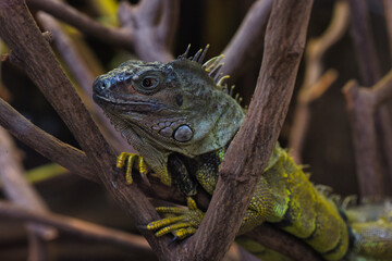 iguana on a tree